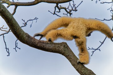 gibbon on a tree