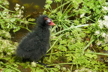 Moorhen Chick