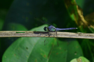 Blue dragonfly in profile