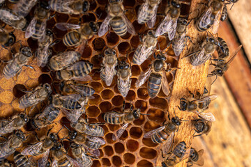 Queen bee. Bee brood on honeycombs. Hatching young bees, pupae, larvae, bee eggs.