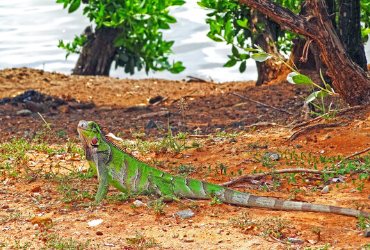 Leguan auf der Insel Isla de Margarita, Venezuela