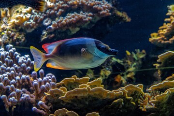 Fototapeta na wymiar Tropical Fish And Coral Reef