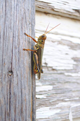 grasshopper on weathered wood