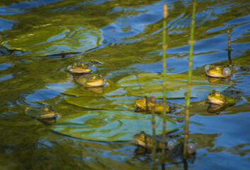 
Group of marsh frogs in the green pond's water among water horsetail twigs and yellow water-lily's leaves during mating season in springtime
