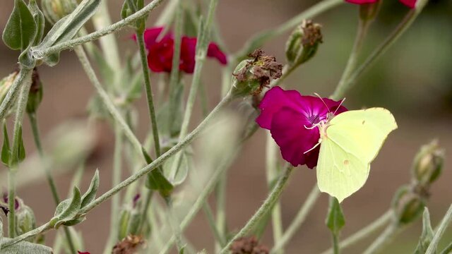 Yellow Lemon butterfly contrasted to the vibrant red rose flower in a field of stems and buds of roses with dark natural foliage out of focus in the background