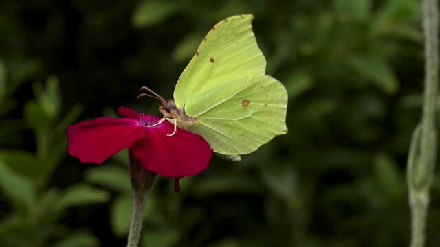 Lemon butterfly feeding on a vibrant red rose flower, struggling to stay on and flying away with dark natural foliage in the background