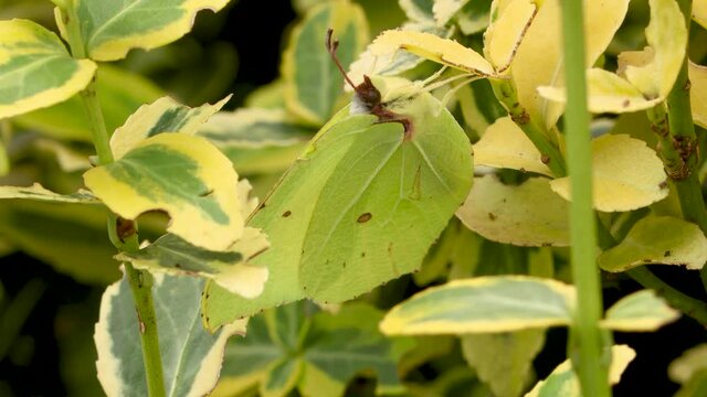 Camouflaged yellowish green butterfly among similar coloured plant leafs sitting still and eventually flying away. Steady shot of insect in natural surrounding.