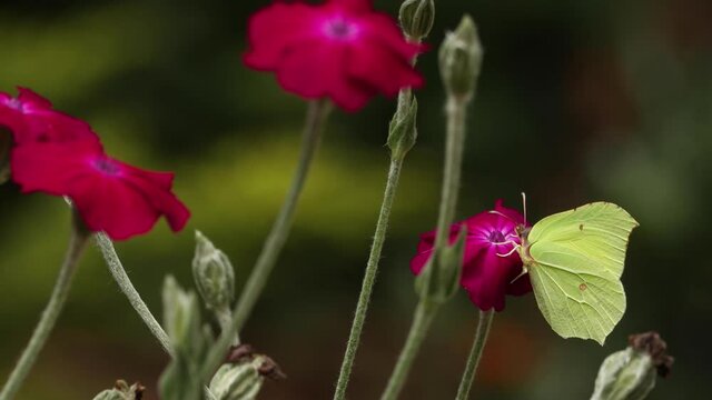 Yellowish green colourful Lemon butterfly feeding on a vibrant red rose flower in a field of roses with dark natural foliage out of focus in the background