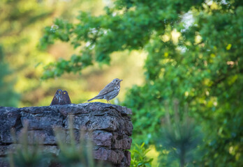 Song thrush perching on the old ancient stone wall in the park lit by  the evening sun