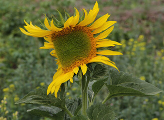 Unusual sunflower flower