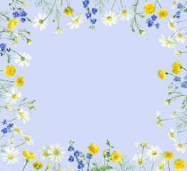 Watercolor frame of chamomile, Veronica and yellow wild flowers