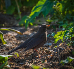 Closeup of the common blackbird female in the garden in evening sunlight