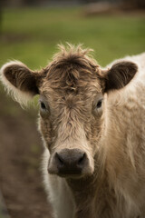 engaging teenage calf/cow