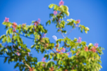 White moon in the blue clear sky in the middle of the picture with the blurry blossoming tree with pink flowers in the foreground. Focus on the moon
