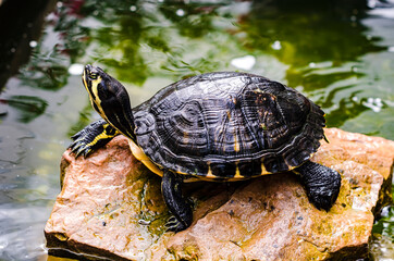 Fototapeta premium Small turtle on stone near an artificial reservoir.