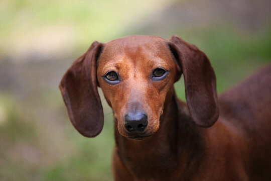 image of dog summer garden 