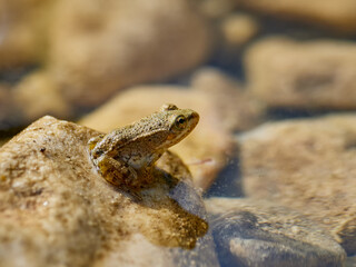 Frog breeding on a rock by the water, in the Cazuma river, Bicorp, Spain