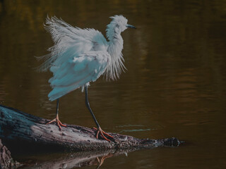 Aigrette agitée