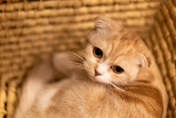 ゆりかごの中で後ろを振り返る猫のスコティッシュフォールド