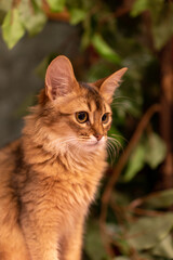 観葉植物をバックに、右向きに座るソマリ