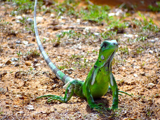 Leguan auf der Insel Isla de Margarita, Venezuela
