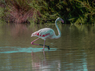 Flamant rose