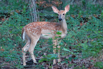  curious spotted fawn
