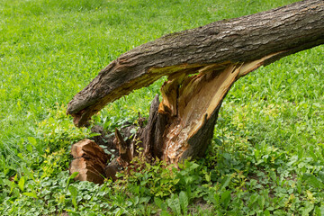 Thin hurricane broken tree in city park or garden in summer.