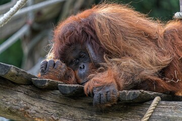 Portrait Of A Orangutan © Michael Knöbl