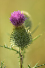 thistle flower on a meadow
