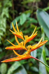 orange tropical flower in the garden