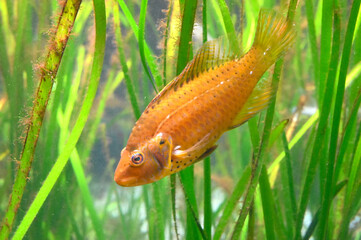 水中の水草の間を泳ぐ美しいオハグロベラ