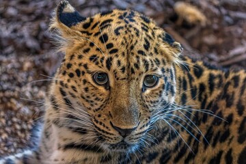 Plakat close up portrait of a leopard