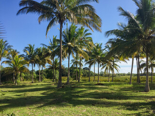 Obraz na płótnie Canvas Kokosplantagen auf Mafia Island