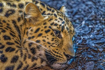 close up portrait of leopard