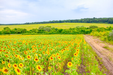 Field of sunflowers in july