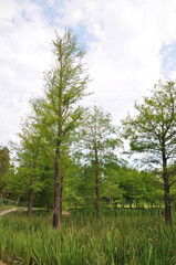 Obraz premium Some green trees