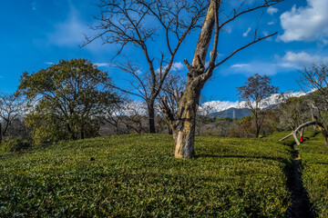 Fototapeta premium Scenic view of the tea garden in Dharamsala, India