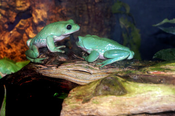 Green rainforest frogs
