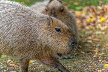 Capybara