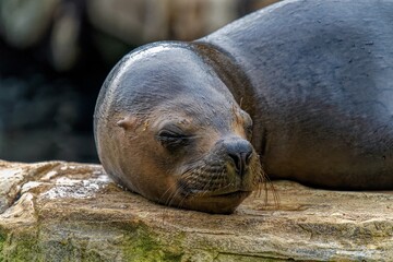 Maned Seal 