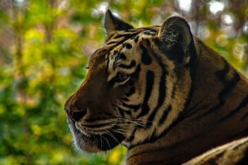 close up of a tiger