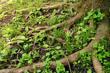 Thick shallow roots of a tree on the surface of the earth among the green grass in the forest.