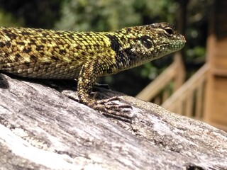 Pequeño reptil