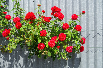 red roses bush with a metal background