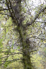 Closeup Gleditsia triacanthos know as honey locust with blurred background in park