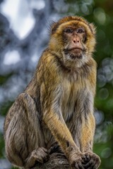 Barbary ape