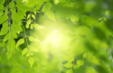 Close up view of green leaf on greenery blurred background and sunlight  in garden using for natural green plant ,ecology and copy space for wallpaper and backdrop.