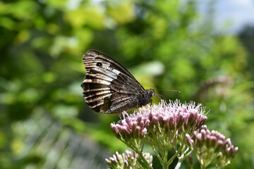 Großer Waldportier, Hipparchia fagi, auf Wasserdost, Schmetterling auf Blume