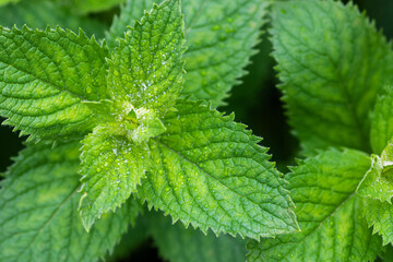 Green fragrant mint (Mentha suaveolens) in summer garden, close up